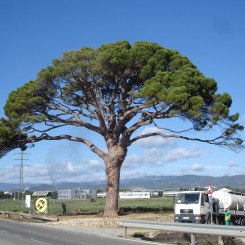 Procesionaria del pino