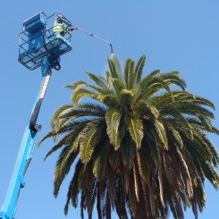 Picudo rojo de la Palmera