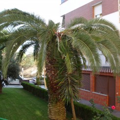 Morrut de la palmera