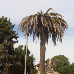 Morrut de la palmera