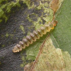 Minador del castanyer d’indies